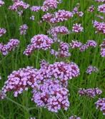 Verbena bonariensis - ijzerhard - Verbena's, Ophalen of Verzenden, Zomer, Overige soorten, Volle zon