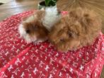 Jonge lunkarya cavia beertjes, Dieren en Toebehoren, Cavia, Mannelijk, Juli, Tam