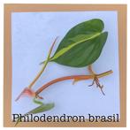 14. Philodendron brasil €1,75, Huis en Inrichting, Kamerplanten, Ophalen of Verzenden, Halfschaduw, Minder dan 100 cm
