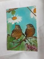 Lijsters, Ophalen of Verzenden, 1980 tot heden, Natuur