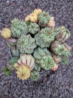 Euphorbia Submammillaris Var. Mostruosa p14, Ophalen of Verzenden, Halfschaduw, Minder dan 100 cm