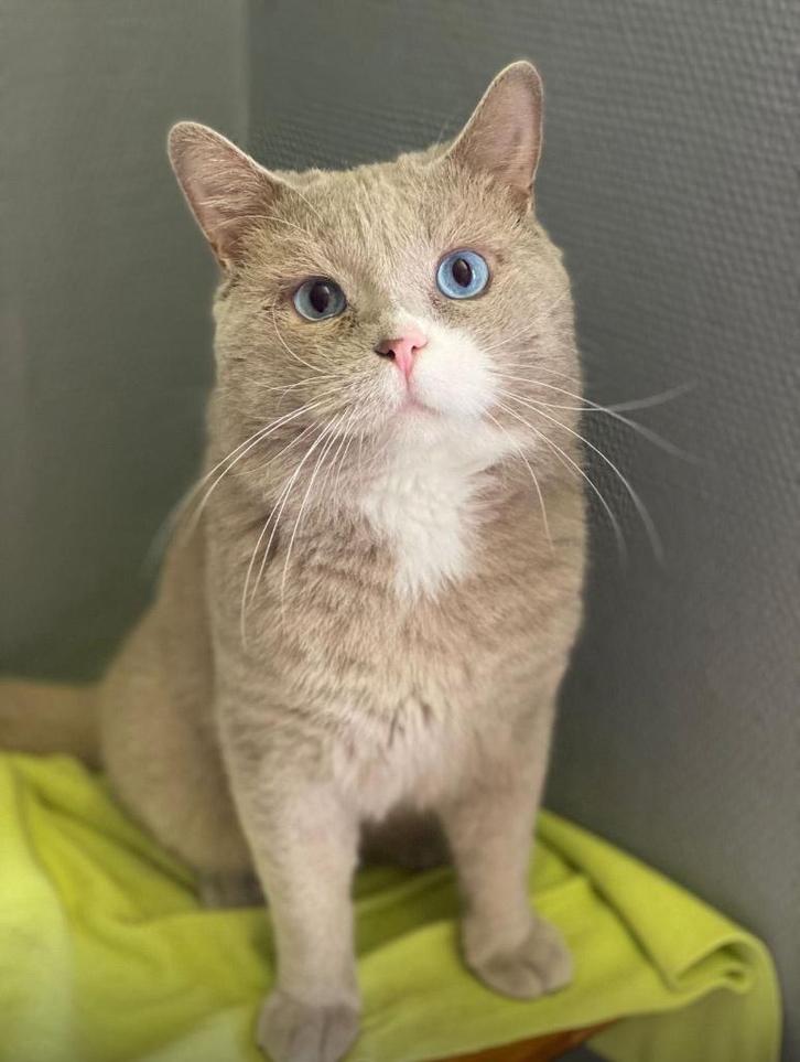 Brits korthaar lilac DBE en Fawn (drager Ticked), Dieren en Toebehoren, Katten en Kittens | Raskatten | Korthaar, Kater, 0 tot 2 jaar