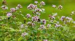 Wilde marjolein, oregano. Inheemse plant, Tuin en Terras, Planten | Tuinplanten, Ophalen, Zomer, Overige soorten, Volle zon