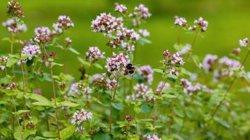 Wilde marjolein, oregano. Inheemse plant  beschikbaar voor biedingen
