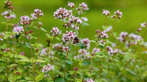 Wilde marjolein, oregano. Inheemse plant, Tuin en Terras, Planten | Tuinplanten, Overige soorten, Volle zon, Zomer, Ophalen
