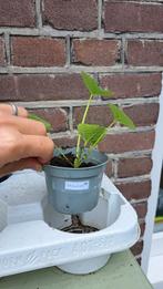 Stokroos, Tuin en Terras, Planten | Tuinplanten, Ophalen, Zomer, Volle zon