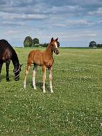 Gevraagd: landbouwgrond / grasland te koop – omgeving Kampen, Dieren en Toebehoren, Stalling en Weidegang, Weidegang