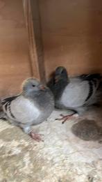 Jonge postduiven, Dieren en Toebehoren, Vogels | Duiven, Meerdere dieren, Postduif