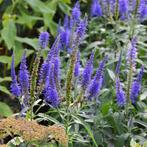 Zaden Veronica longifolia Blauriesin, Tuin en Terras, Bloembollen en Zaden, Verzenden, Voorjaar, Volle zon, Zaad