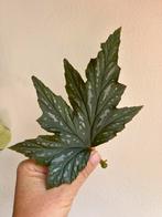 Begonia Sophie Cecile, verse middenstek, Ophalen of Verzenden, Overige soorten, Minder dan 100 cm