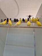 Te koop diverse waterslagers geel en wit, Dieren en Toebehoren, Vogels | Kanaries, Meerdere dieren