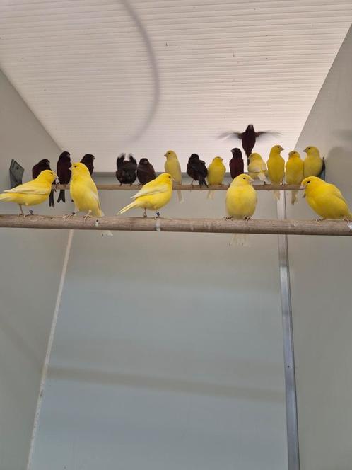 Te koop diverse waterslagers geel en wit, Dieren en Toebehoren, Vogels | Kanaries, Meerdere dieren