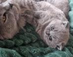 Zilverkleurig Brits Korthaar Kittensmeisje met Oranje Ogen, Dieren en Toebehoren, Katten en Kittens | Raskatten | Korthaar, Poes