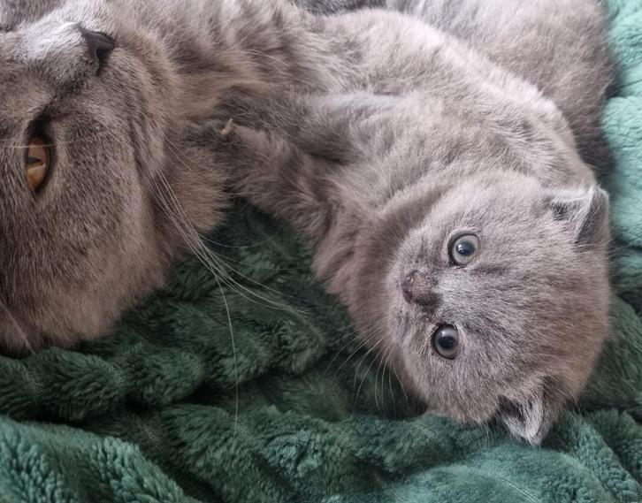 Zilverkleurig Brits Korthaar Kittensmeisje, Dieren en Toebehoren, Katten en Kittens | Raskatten | Korthaar, Poes