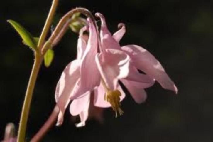 Vaste planten in de tinten rood en roze, Tuin en Terras, Planten | Tuinplanten, Vaste plant, Overige soorten, Halfschaduw, Ophalen of Verzenden