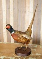 Opgezette fazant uit Frankrijk - taxidermie, Verzamelen, Dierenverzamelingen, Ophalen, Gebruikt, Vogel, Opgezet dier