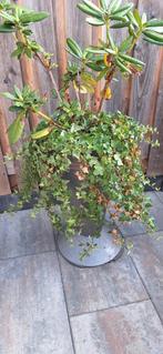 Metalen plantenbak met rhododendron en klimop, Tuin, Gebruikt, Minder dan 60 cm, Rond