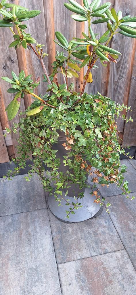 Metalen plantenbak met rhododendron en klimop, Tuin en Terras, Bloembakken en Plantenbakken, Gebruikt, Metaal, Binnen, Balkon