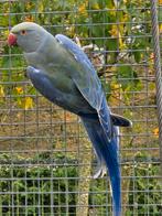 Violet turqoise halsbandparkiet pop, Dieren en Toebehoren, Vogels | Parkieten en Papegaaien, Vrouwelijk, Parkiet, Geringd