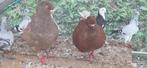 Kingduiven koppel, Dieren en Toebehoren, Vogels | Duiven, Meerdere dieren, Overige soorten