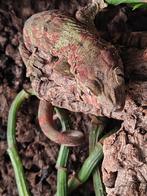 gekko, Overige soorten, 0 tot 2 jaar