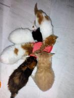 Maine coon kittens Met stamboom, Dieren en Toebehoren, Katten en Kittens | Raskatten | Langhaar, Meerdere dieren, Gechipt, 0 tot 2 jaar