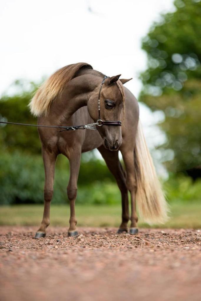 AMHA / NMPRS minipaardjes, Dieren en Toebehoren, Pony's, Merrie, Recreatiepony, 0 tot 2 jaar, Met stamboom, Gechipt, Ontwormd