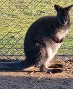 1-1 kangoeroe koppel Bennet wallibie, Dieren en Toebehoren, Overige Dieren, Meerdere dieren