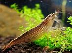 Aziatische Rots-Waaierhandgarnaal "Atyopsis moluccensis", Kreeft, Krab of Garnaal, Zoetwatervis