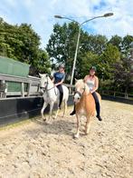 In NL gefokte PRE met Carta. Braaf!, Dieren en Toebehoren, Paarden, Merrie, Minder dan 160 cm, B, 11 jaar of ouder