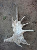 Geweistang Eland - Prachtig Decoratie Stuk, Ophalen of Verzenden, Beeldje of Figuurtje