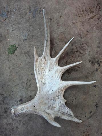 Geweistang Eland - Prachtig Decoratie Stuk beschikbaar voor biedingen