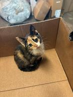 Kittens (2x), Dieren en Toebehoren, Poes