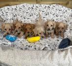 Langharige crème dwergteckel pupjes, België, Particulier, CDV (hondenziekte), 8 tot 15 weken