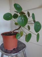 grote pannenkoekplant Pilea peperomioides kamer plant, Huis en Inrichting, Kamerplanten, Ophalen of Verzenden, Overige soorten