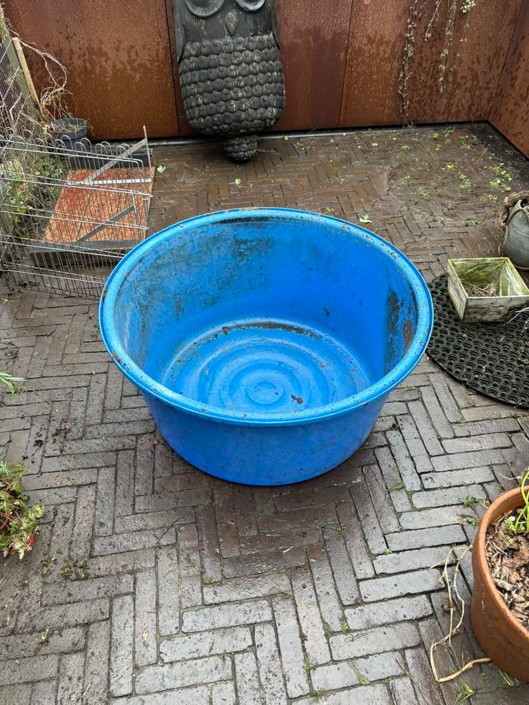 Koi bowl 80cm, Karper of Koi