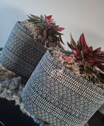Mica potten met planten en tillandsia, Ophalen, Halfschaduw, Minder dan 100 cm
