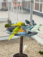 Kakariki, Meerdere dieren