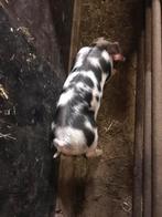 Te koop nog een mooi bont bentheimer pitrain big, Dieren en Toebehoren, Schapen, Geiten en Varkens, Mannelijk, Varken, 0 tot 2 jaar