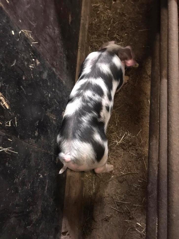 Te koop nog een mooi bont bentheimer pitrain big, Dieren en Toebehoren, Schapen, Geiten en Varkens, Varken, Mannelijk, 0 tot 2 jaar