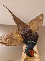 opgezette Fazant, Verzamelen, Dierenverzamelingen, Ophalen, Zo goed als nieuw, Vogel, Opgezet dier