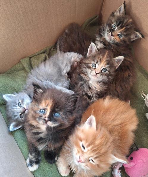 Maine coon kittens, stamboom, knetter mooi, Dieren en Toebehoren, Katten en Kittens | Raskatten | Langhaar, Meerdere dieren, 0 tot 2 jaar