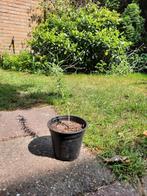 Goed gewortelde rozemarijn stek, Tuin en Terras, Planten | Tuinplanten, Ophalen, Volle zon, Vaste plant, Kruiden