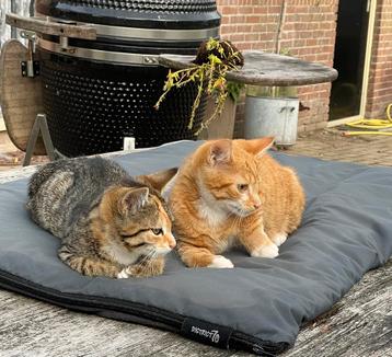 Boerderijkittens * 2 super mooie rode katers! * beschikbaar voor biedingen