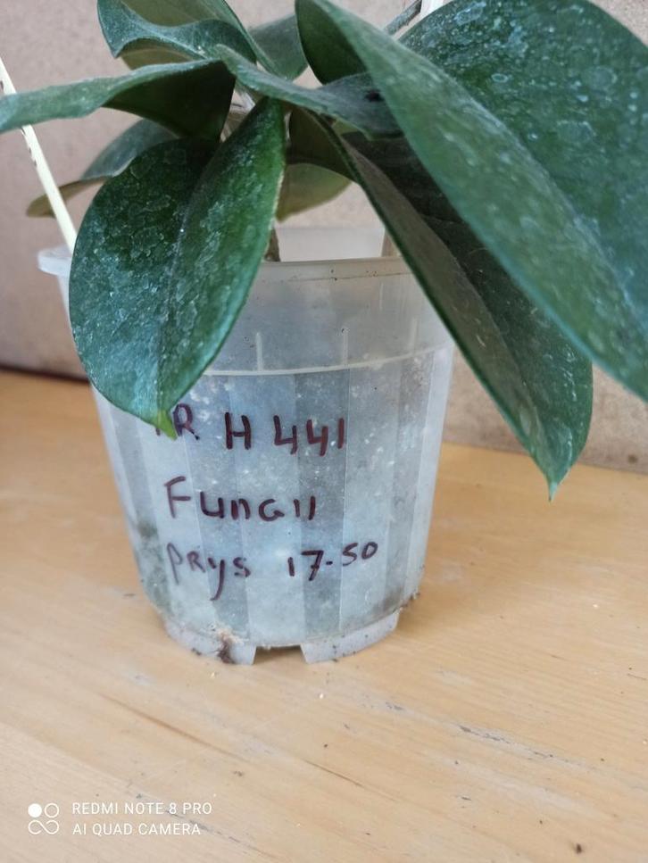 Hoya fungii in potmaat 15 nummer H441, Huis en Inrichting, Kamerplanten, Minder dan 100 cm, Halfschaduw, Ophalen of Verzenden