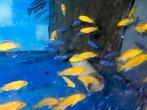 Malawi maingano & Labidochromis yellow, Dieren en Toebehoren, Vis