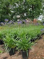 Agapanthus Dr. Brouwer blauw Afrikaanse lelie, Ophalen, Volle zon, Overige soorten, Minder dan 100 cm