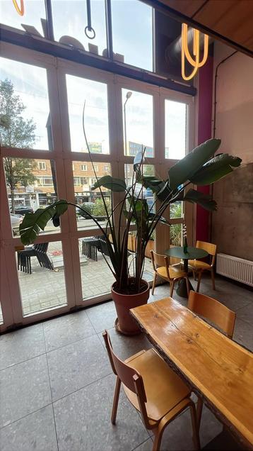 Grote plant in pot - moet snel weg! beschikbaar voor biedingen