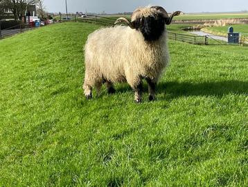 Vachten van de Walliser Schwarznase beschikbaar voor biedingen