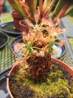 Drosera scorpioides gemmae, Tuin en Terras, Planten | Tuinplanten, Ophalen of Verzenden, Eenjarig, Overige soorten, Volle zon
